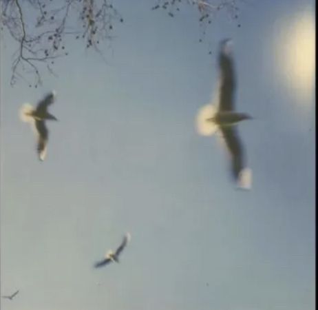 three birds flying in the sky above some trees