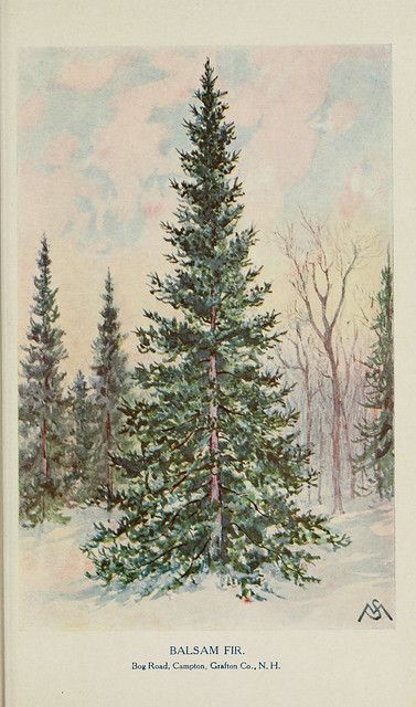 a painting of a pine tree in the snow