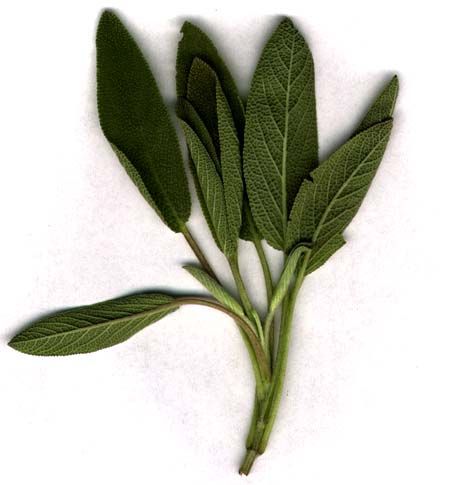 some green leaves on a white background