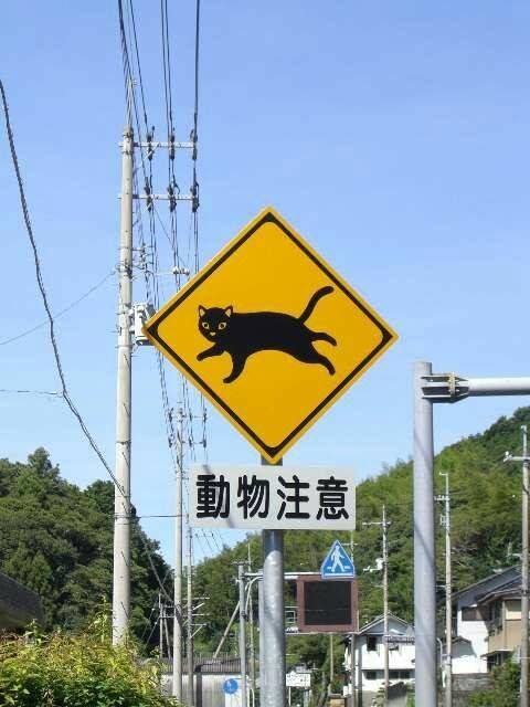 a yellow cat crossing sign sitting on the side of a road next to power lines