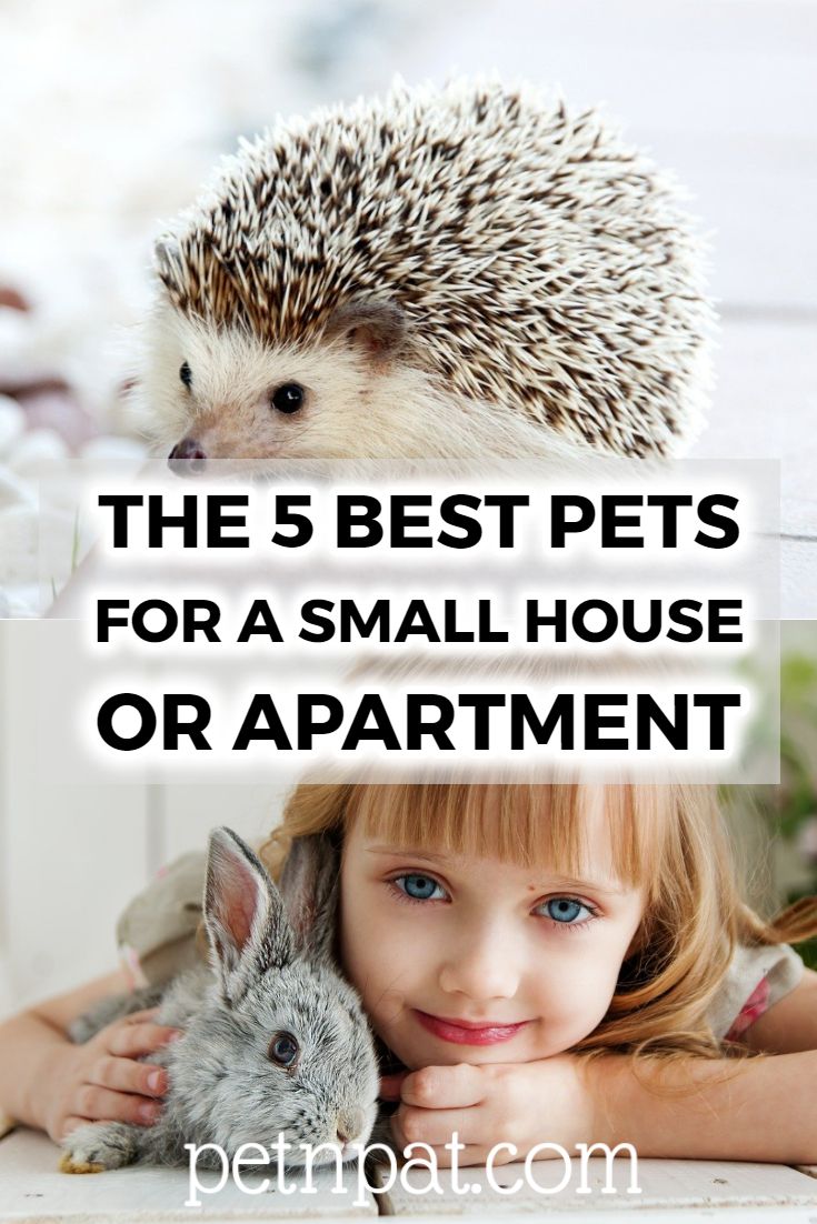 the 5 best pets for a small house or apartment