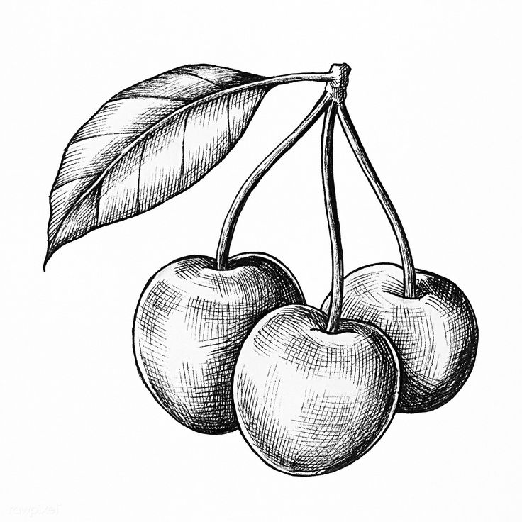 an ink drawing of three cherries with leaves