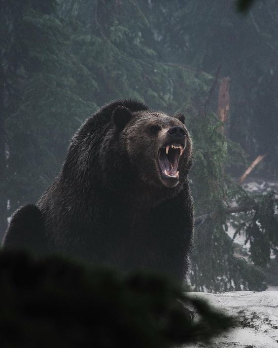 a large black bear with its mouth open and it's teeth wide open in front of some trees