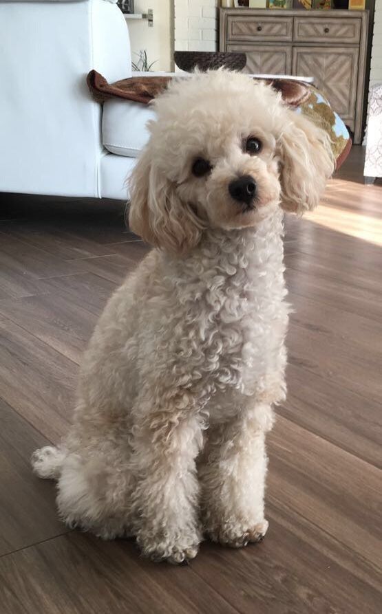 a small white dog sitting on top of a wooden floor