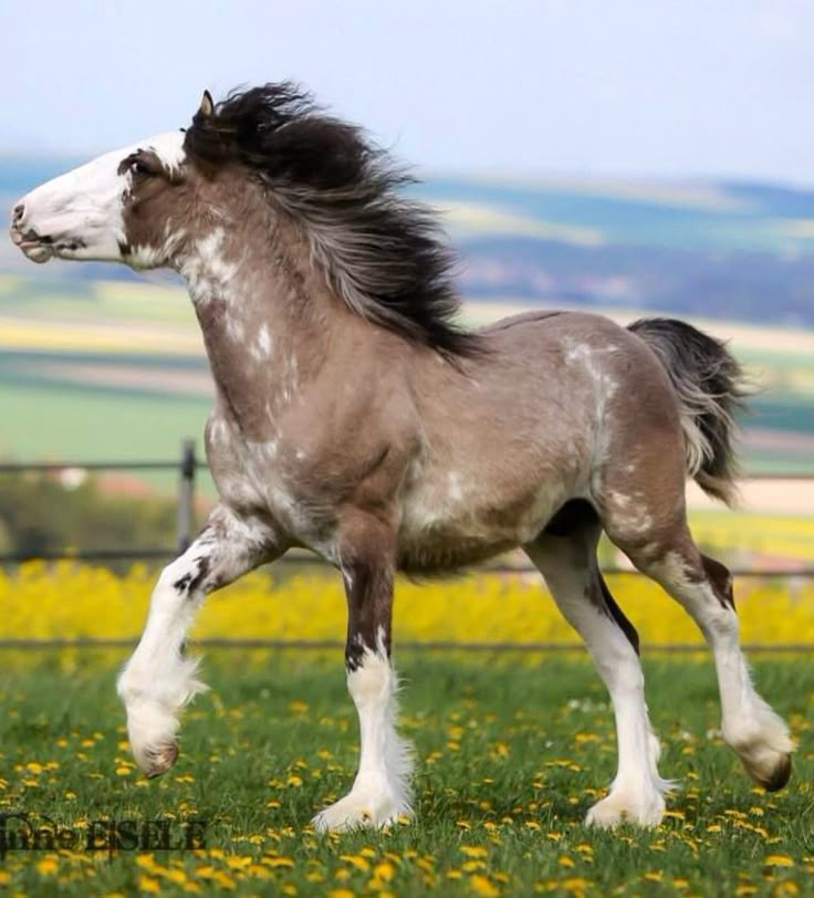 a brown and white horse is running through the grass with yellow flowers in the background