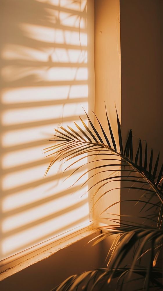 a palm tree casts a shadow on the wall next to a window with sunlight streaming through it