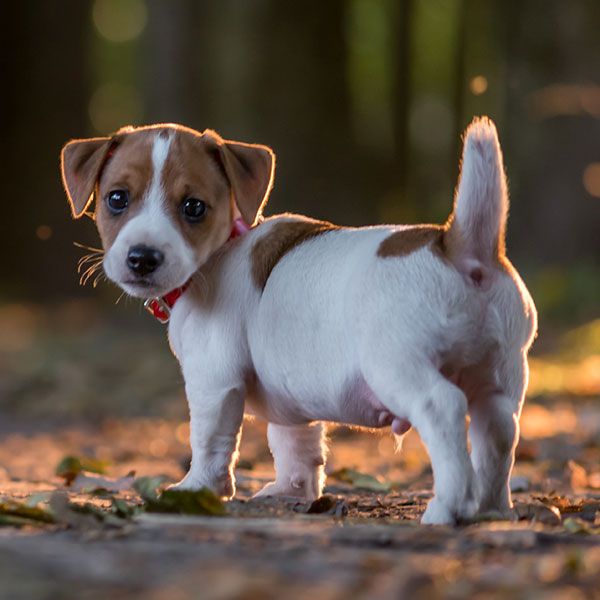 a small brown and white dog standing on top of a dirt field next to trees