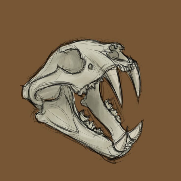 a drawing of a dinosaur skull on a brown background