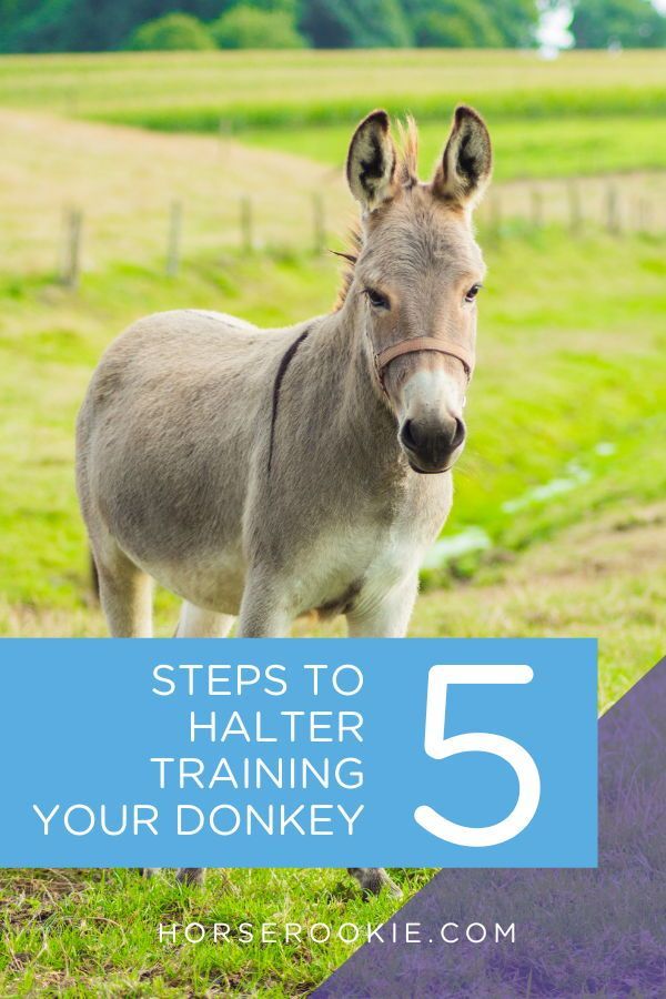 a donkey with the words 5 steps to halter training your donkey in front of it