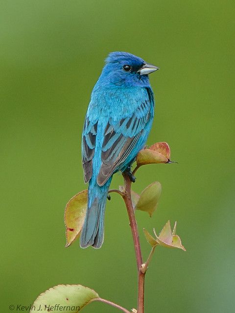 a small blue bird perched on top of a leafy branch in front of a green background