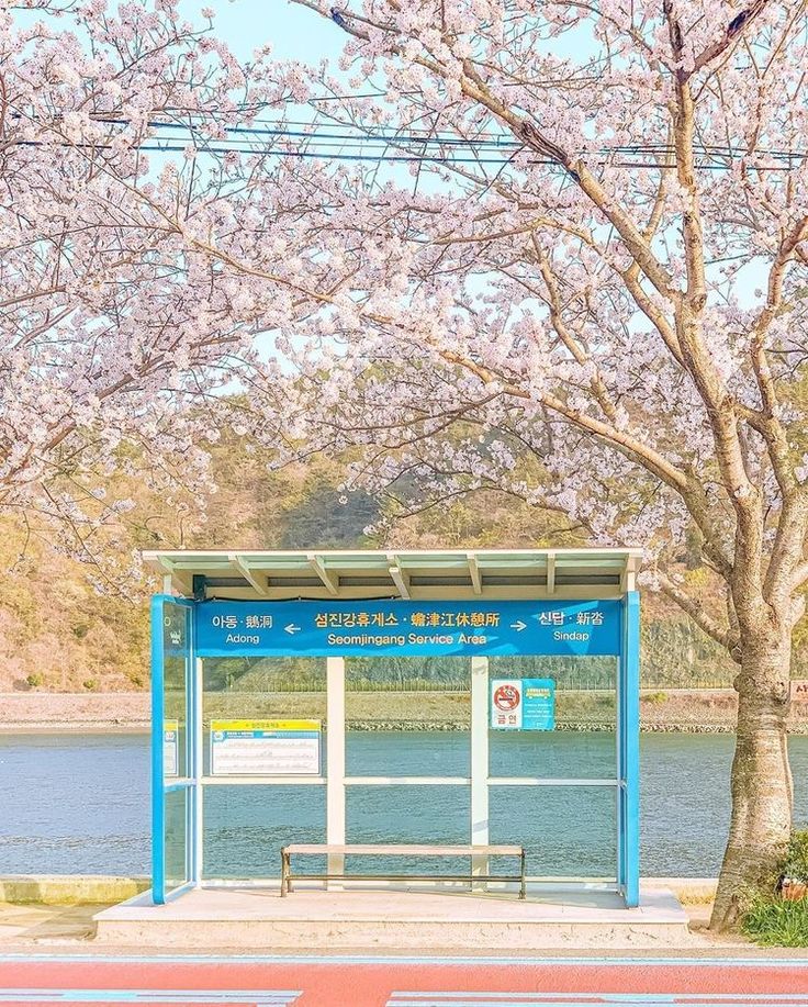 a park bench sitting next to a tree filled with pink blossoming trees in front of a body of water