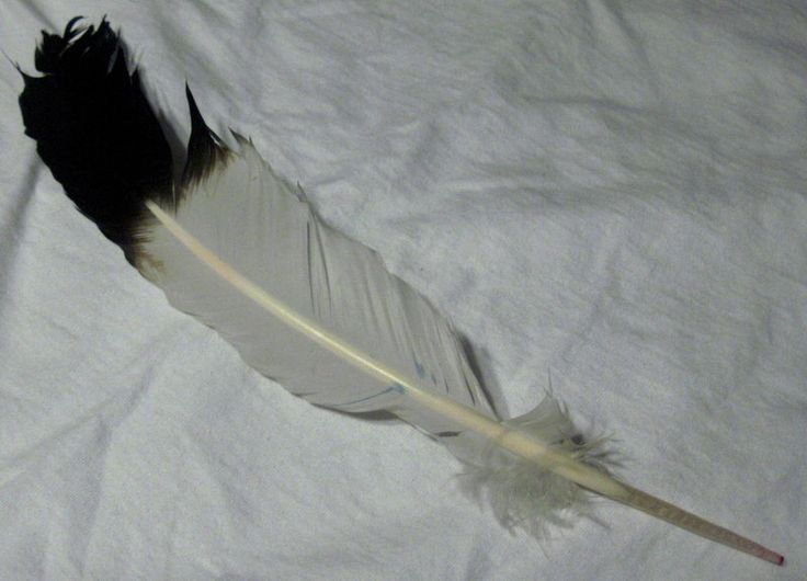 a black and white feather laying on top of a white sheet