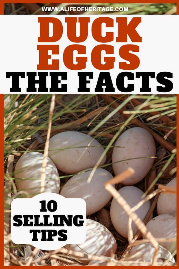 an image of eggs in the grass with text overlay that reads duck eggs the facts 10 selling tips