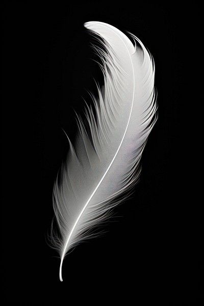 a white feather on a black background