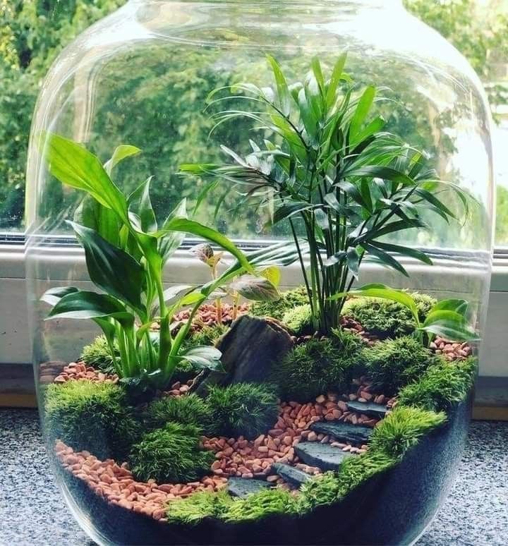 a glass bowl filled with plants and rocks