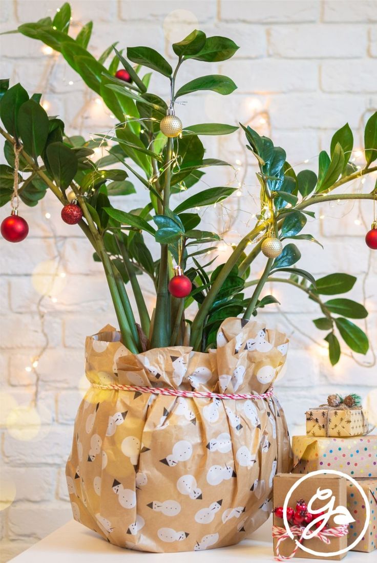 a potted plant sitting on top of a table next to a box filled with presents