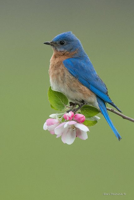 a blue bird sitting on top of a flower