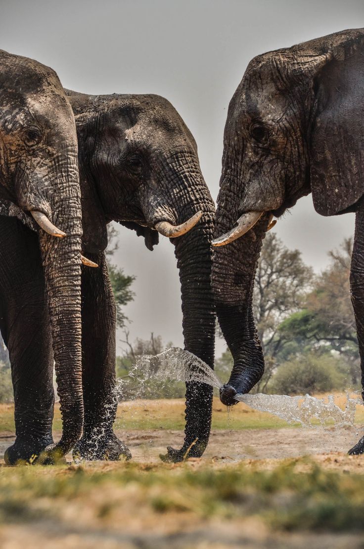 two large elephants standing next to each other