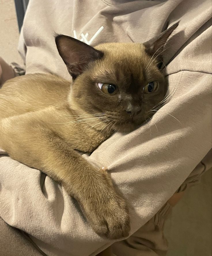 a siamese cat is laying on someone's lap and looking at the camera