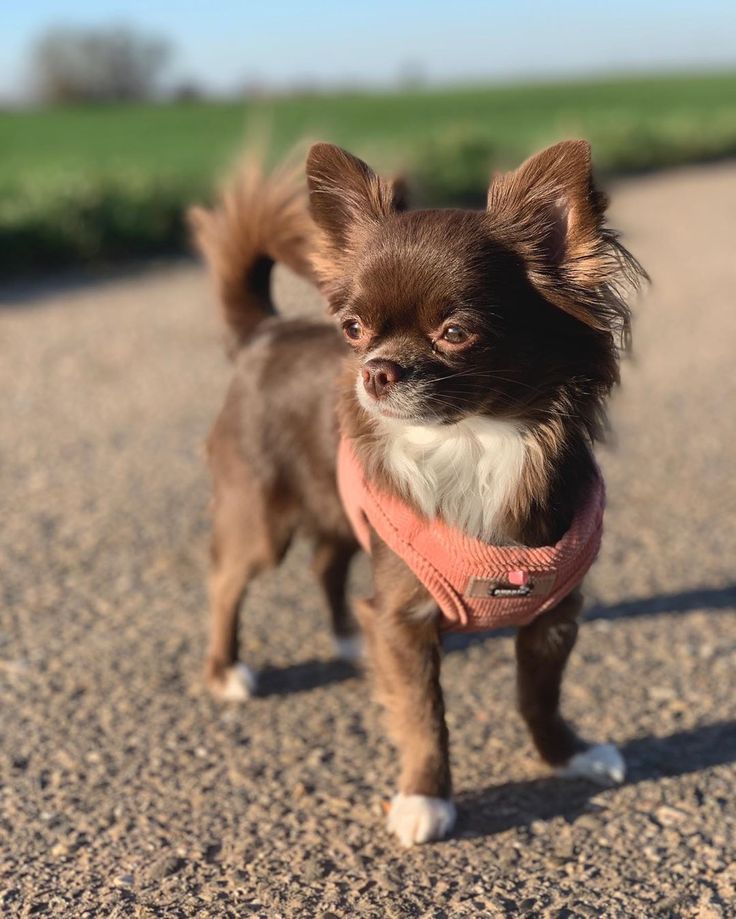 a small brown and white dog standing on top of a dirt road