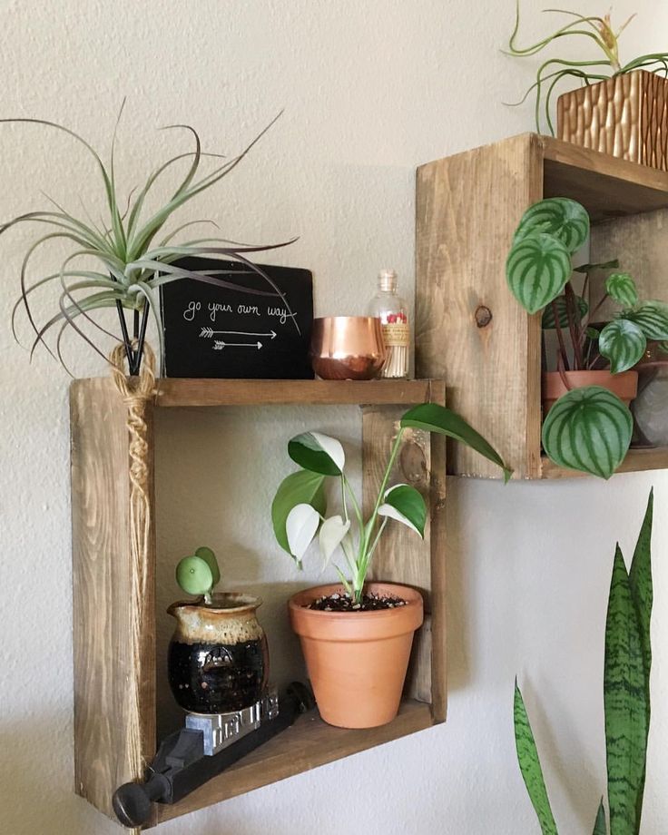 two wooden shelves with plants and other items on them, one shelf has a plant in it