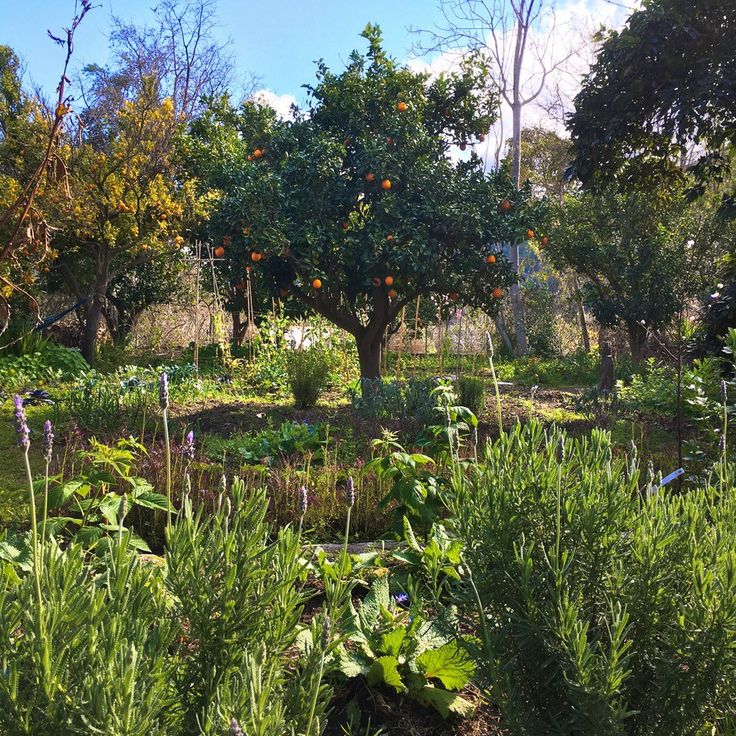 an orange tree in the middle of a garden filled with lots of plants and fruit