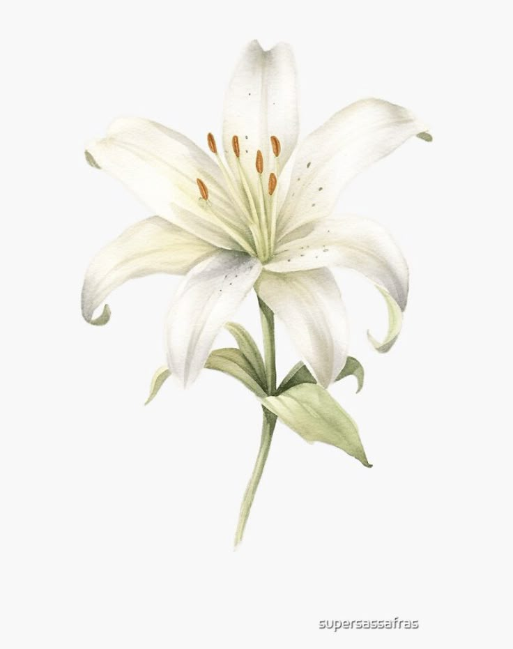 a drawing of a white lily on a white background