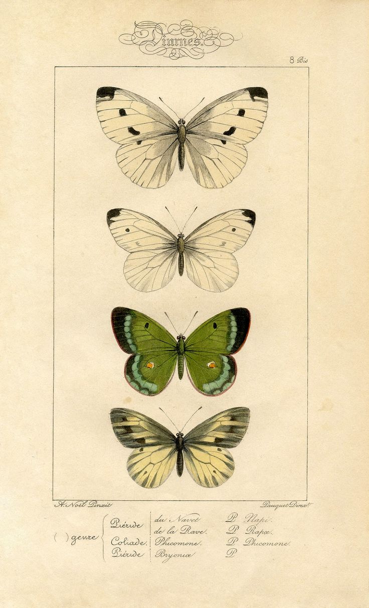 three butterflies with different markings on them, one green and the other white in color