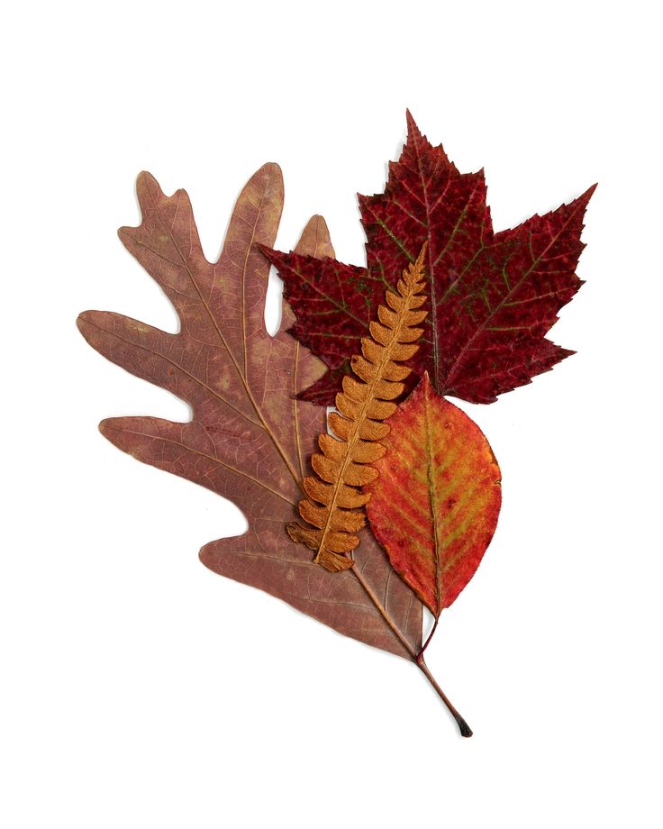 two red and yellow leaves on a white background