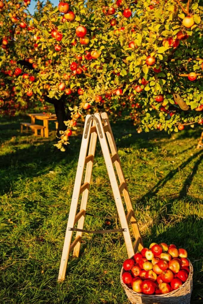 an apple tree filled with red apples and ladders to pick them from the ground