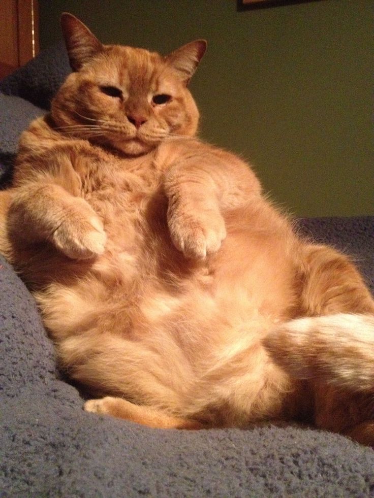 an orange cat laying on top of a bed with it's legs stretched out