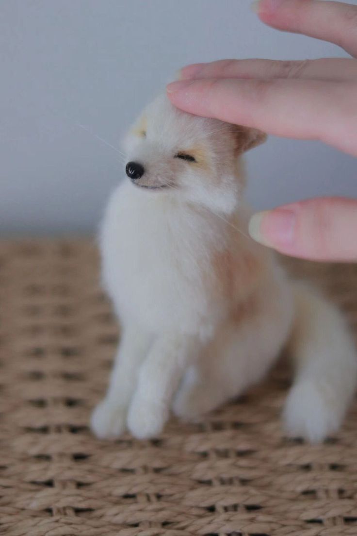 a small white dog sitting on top of a table next to a person's hand