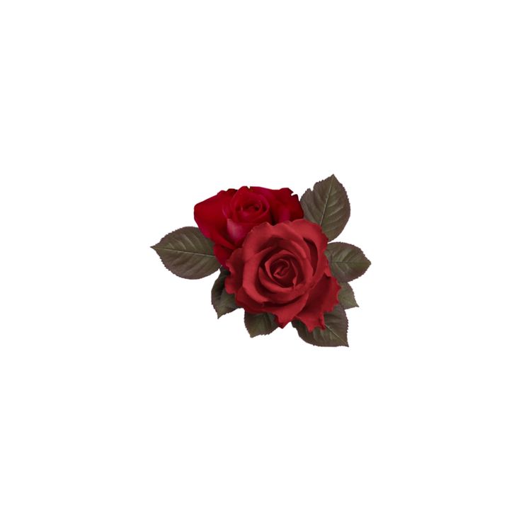 a single red rose with green leaves on a white background