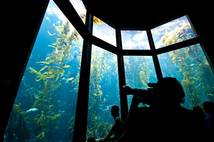 people looking at fish in an aquarium through the glass door to see it's surroundings