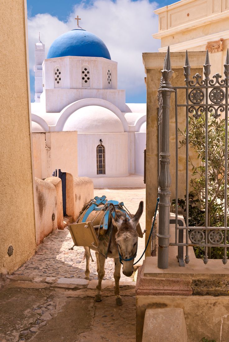 a donkey tied up to a gate in front of a building with a blue dome