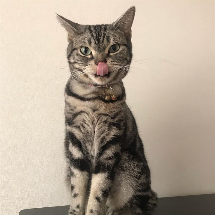 a cat sitting on top of a laptop with its tongue hanging out and sticking it's tongue out