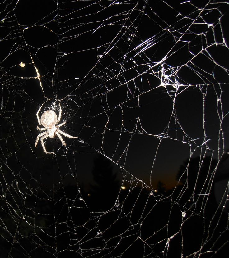 a spider sits on its web in the dark