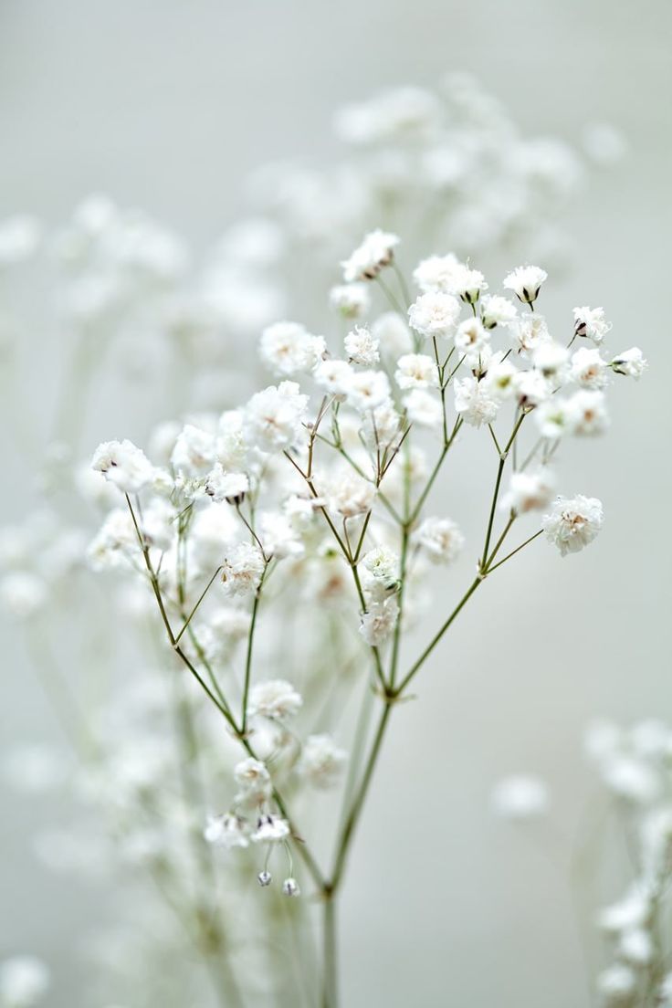 small white flowers in a vase on a table