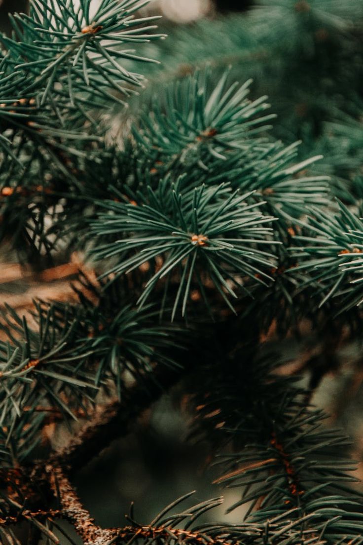 closeup of pine needles on a tree