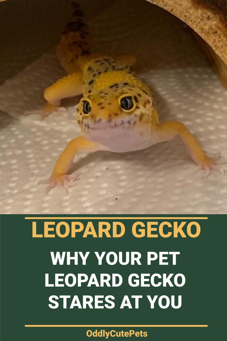 a yellow and black gecko sitting on top of a white sheet with the words leopard gecko why your pet leopard gecko stares at you