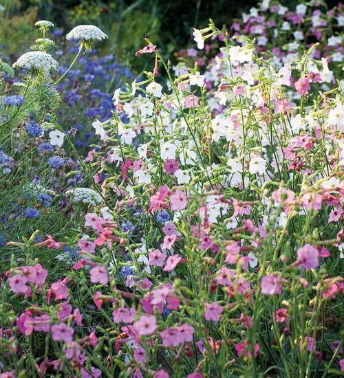 some pink and white flowers are in the middle of purple and white flowers with green stems