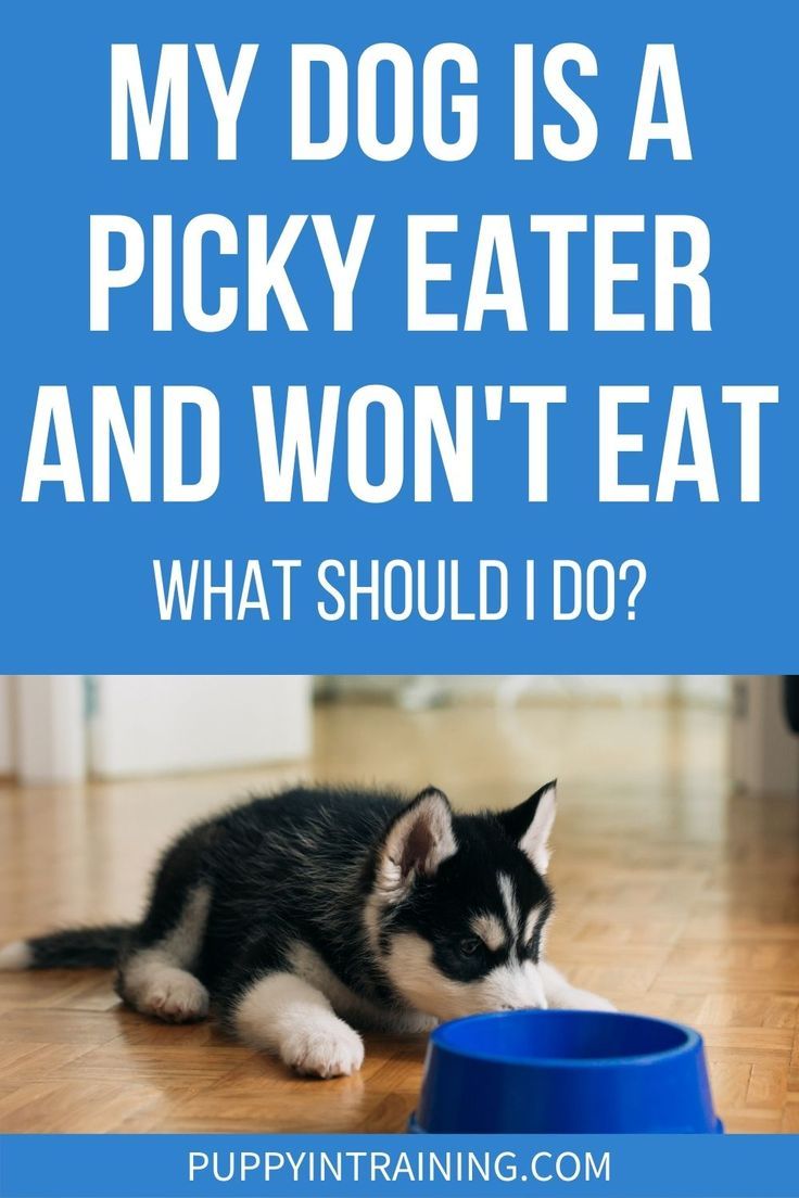 My Dog Is A Picky Eater And Won't Eat...What Do I Do? - Puppy staring at his bowl but not eating. How To Get My Dog To Eat His Food, Food For Picky Dogs, Picky Dog Eater, What To Feed Dogs, Weaning Puppies, Puppy Eating, Eating Schedule, Land Animals, Medication For Dogs