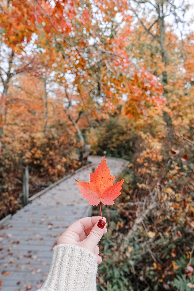 a person holding up a leaf in front of trees with orange leaves on it and a walkway