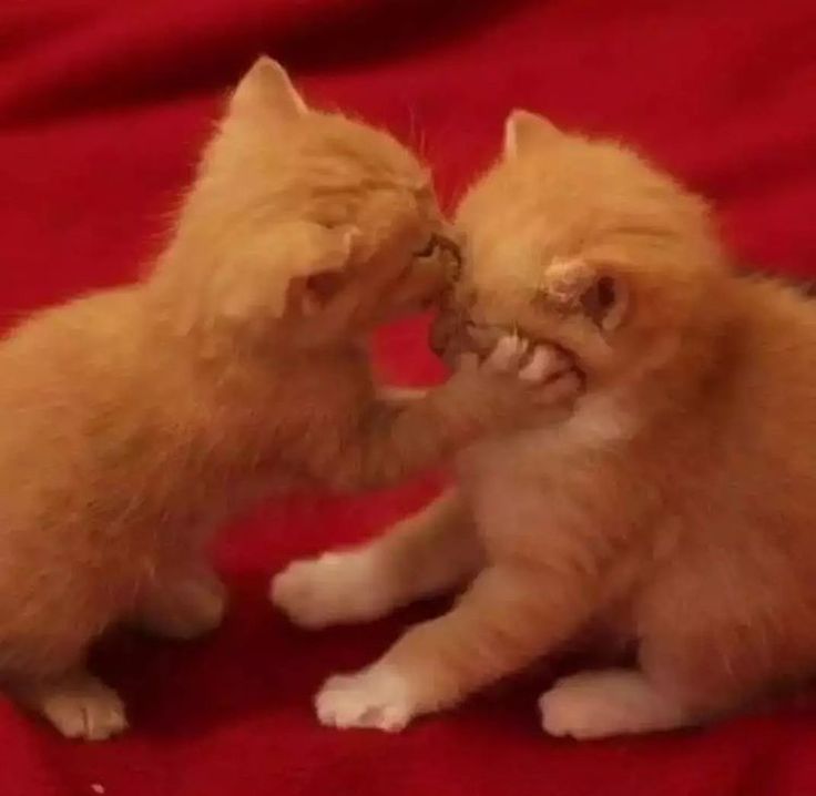 two kittens are playing with each other on a red blanket and one is touching its face