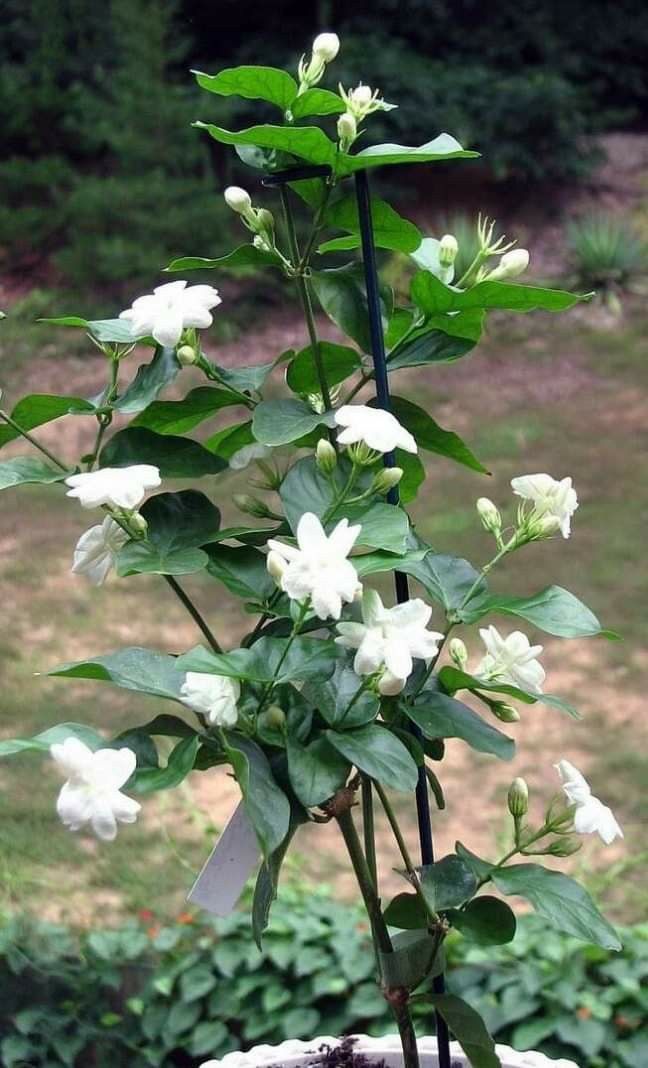 a potted plant with white flowers and green leaves in the middle of a garden