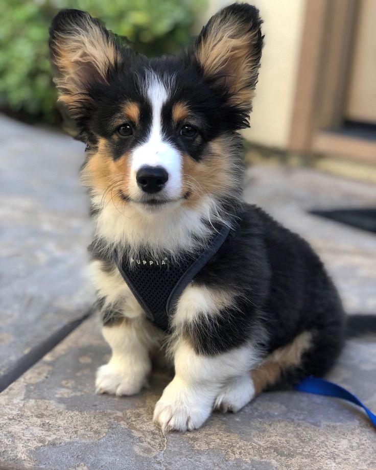 a small black and white dog sitting on top of a stone floor next to a blue leash