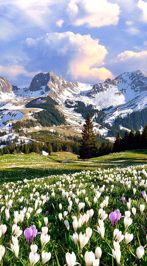 the mountains are covered in snow and flowers