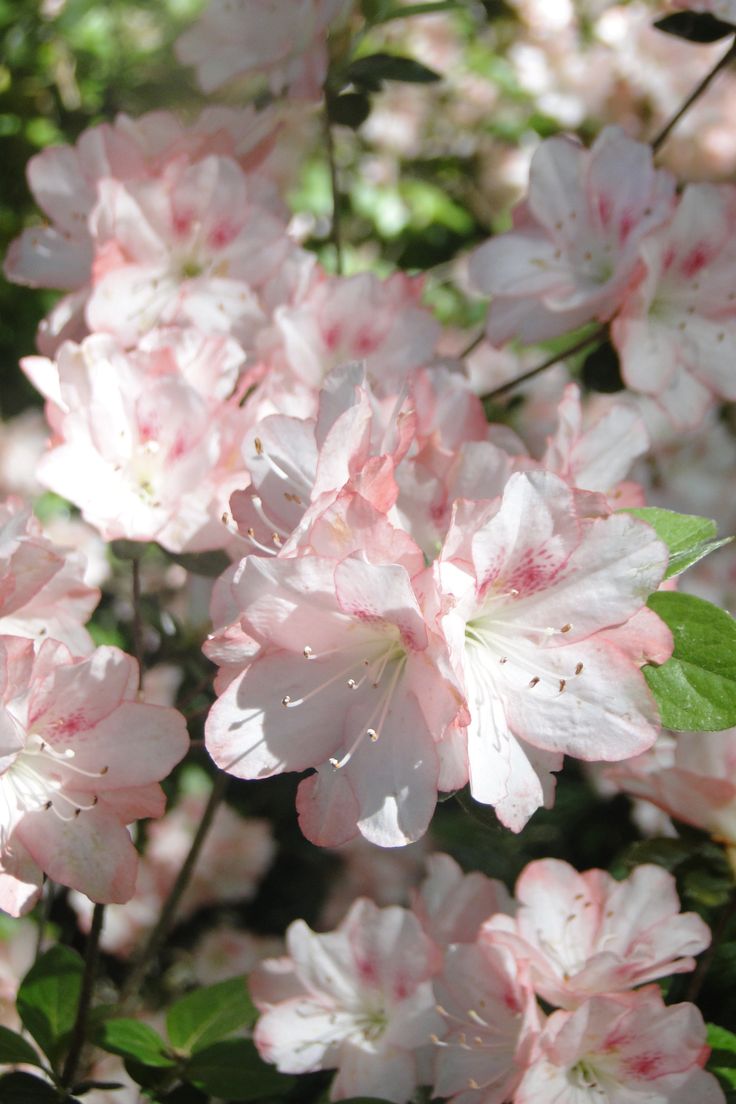 pink flowers are blooming in the sun