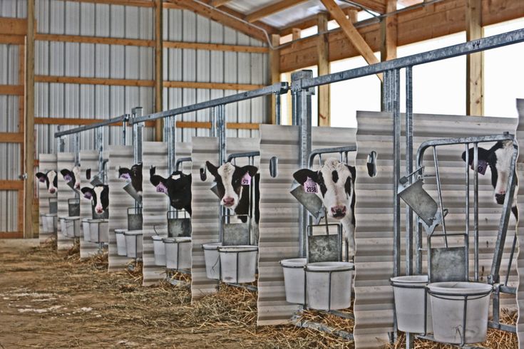 several cows are lined up in buckets with their heads sticking out from the stalls