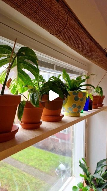 some plants are sitting on a window sill